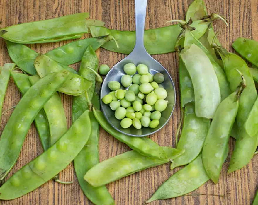 Avaraka Seeds (Mochaaa)