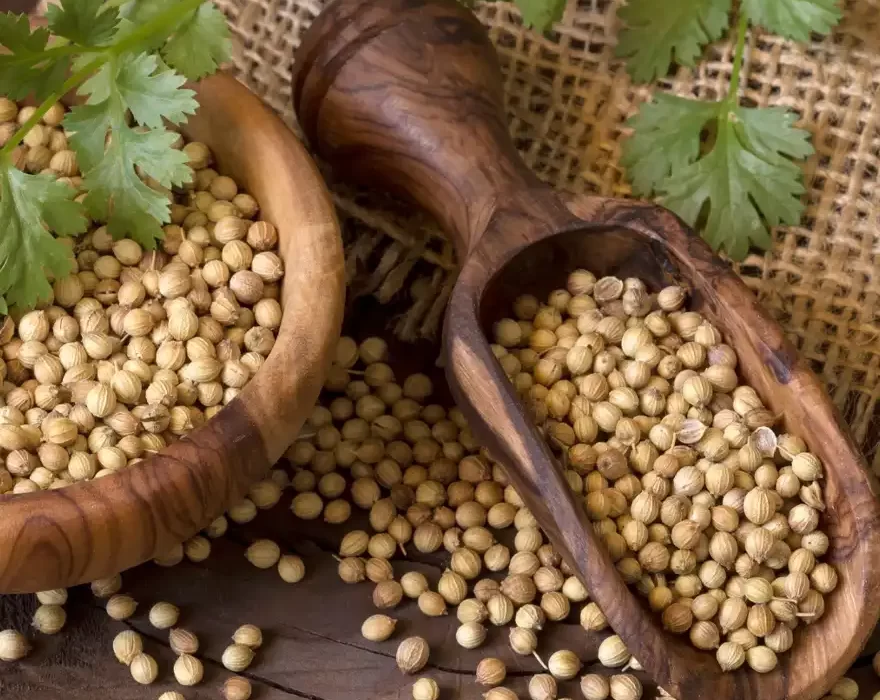 Coriander Seeds