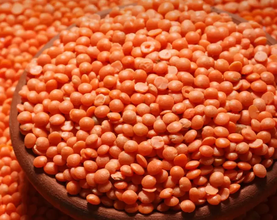 Masoor (Dal)