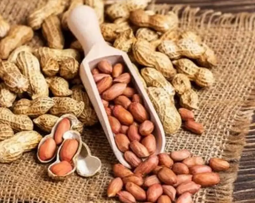 Groundnut - Peanut