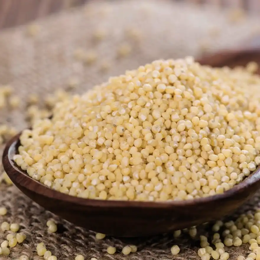 Buy Millet (Samai) Online – Little Millet for Healthy Living | Tusker Berry
