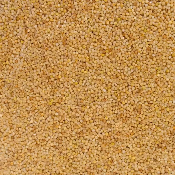 Buy Millet (Samai) Online – Little Millet for Healthy Living | Tusker Berry
