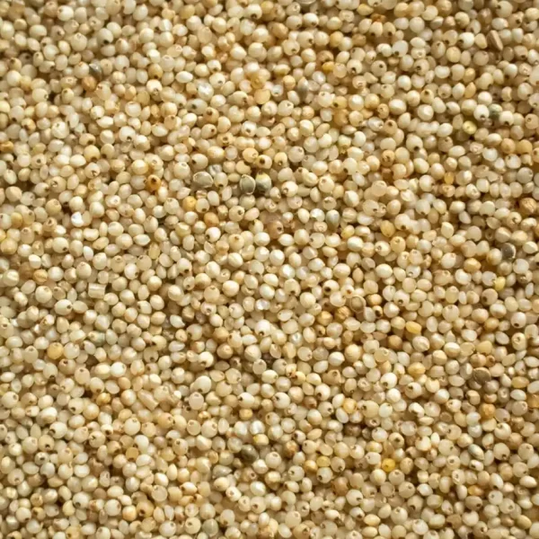 Buy Millet (Samai) Online – Little Millet for Healthy Living | Tusker Berry