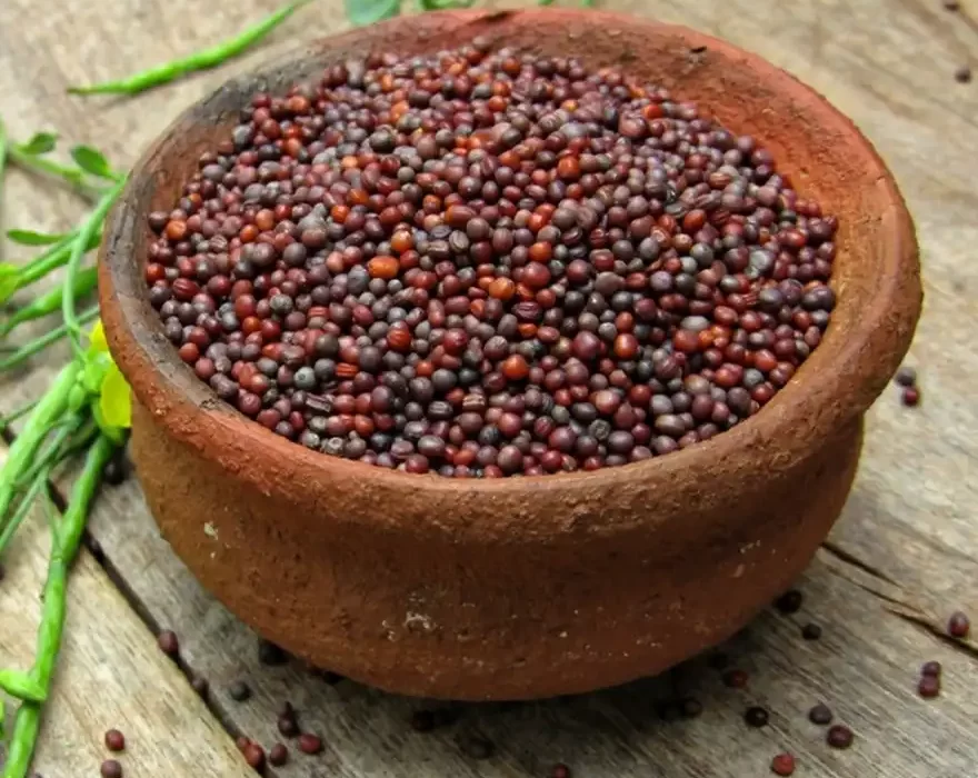 Mustard Seeds